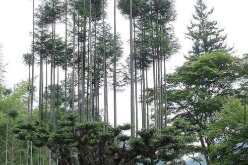Duurzame bosbouw in Japan